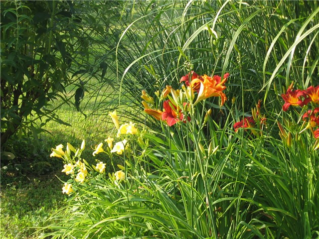 Hemerocallis